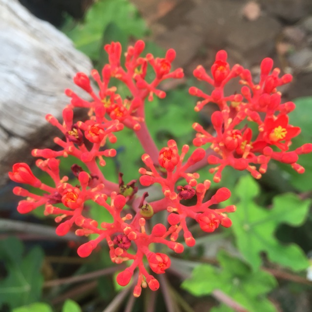 MyPhamKoreaAuth-Balo Hasun