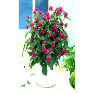 Combo 2 gói hoa cúc bách nhật