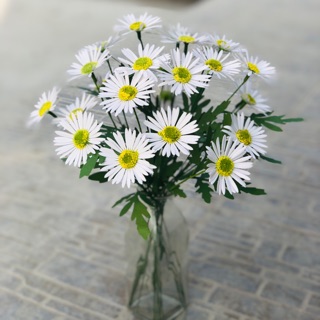 Set cúc hoạ mi nhuỵ xanh 50b