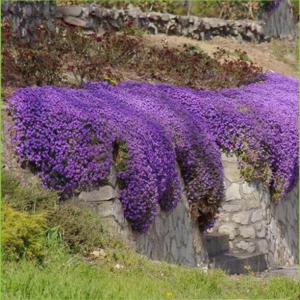 Hạt giống hoa leo đá lâu năm chịu hạn Aubrieta đẹp dễ trồng, chăm sóc chịu nhiệt bồn mùa nảy mầm cao 50 hạt
