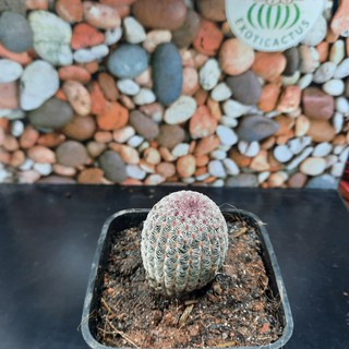 Xương rồng Cầu vồng - Echinocereus Rigidissimus rubispinus - (3.1cm - 3.5cm) (Vườn xương rồng EXOTICACTUS)