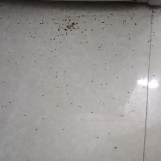 Combo 2 lọ Thuốc diệt kiến, gián sinh học
