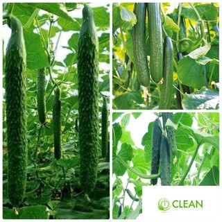 Hạt giống Dưa chuột Nhật