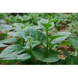 Hạt mồng tơi xanh - gói 20 gram