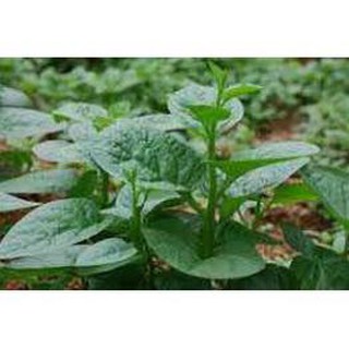 Hạt mồng tơi xanh - gói 20 gram