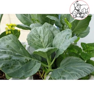 HẠT CẢI RỔ - GÓI 5 GRAM