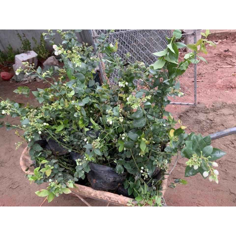 Việt Quất tứ quý  cho trái 4 mùa  - Trang Flowers