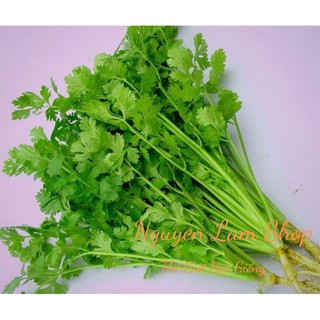 20gr hạt giống ngò rí bạc liêu đậm đà số 1