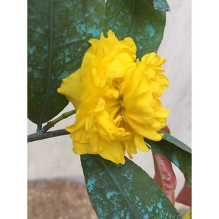 2 Cây Mai Cúc 2 Tầng