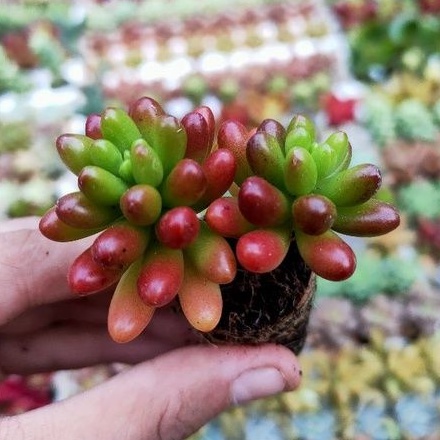 SEN ĐÁ THẠCH NGỌC ĐỎ MINI