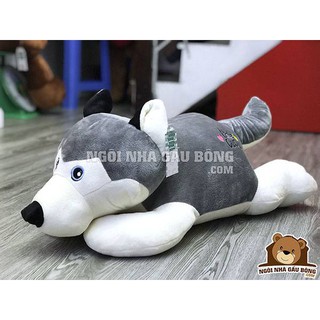 Chó bông Husky