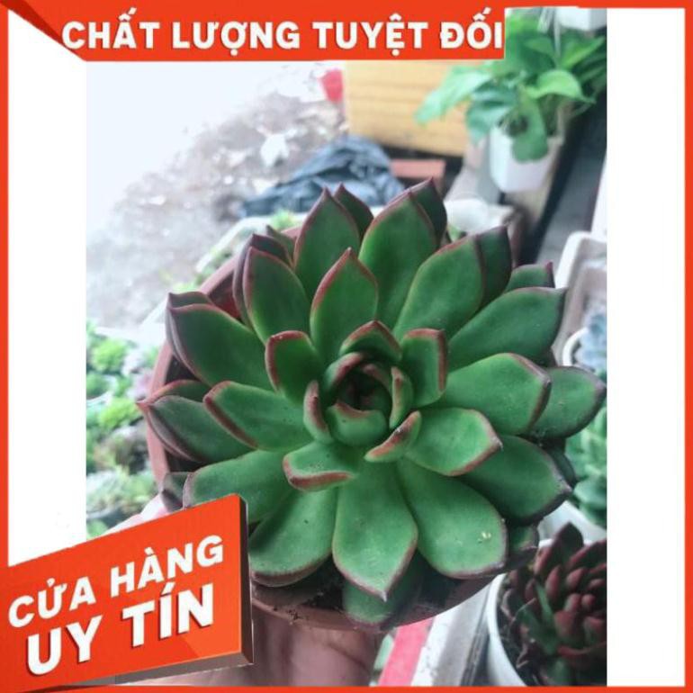 Sen đá viền lửa kèm chậu sứ trắng Nhiều Người Mua