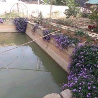 Cây ngũ sẵ tím rủ