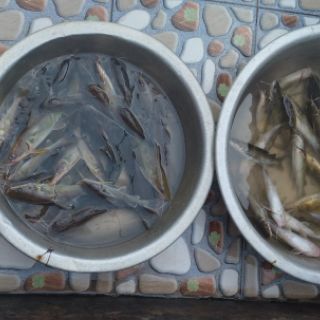 Mồi thuốc cá lăng cá da trơn 500gam