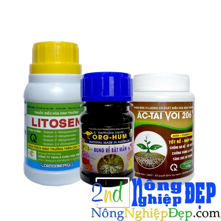 Bộ Kích Rễ Á Châu - Org Hum - Litosen - AC Tai Voi 206