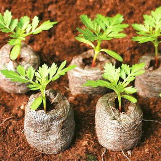 VIÊN NÉN ƯƠM HẠT 50 - 100 VIÊN