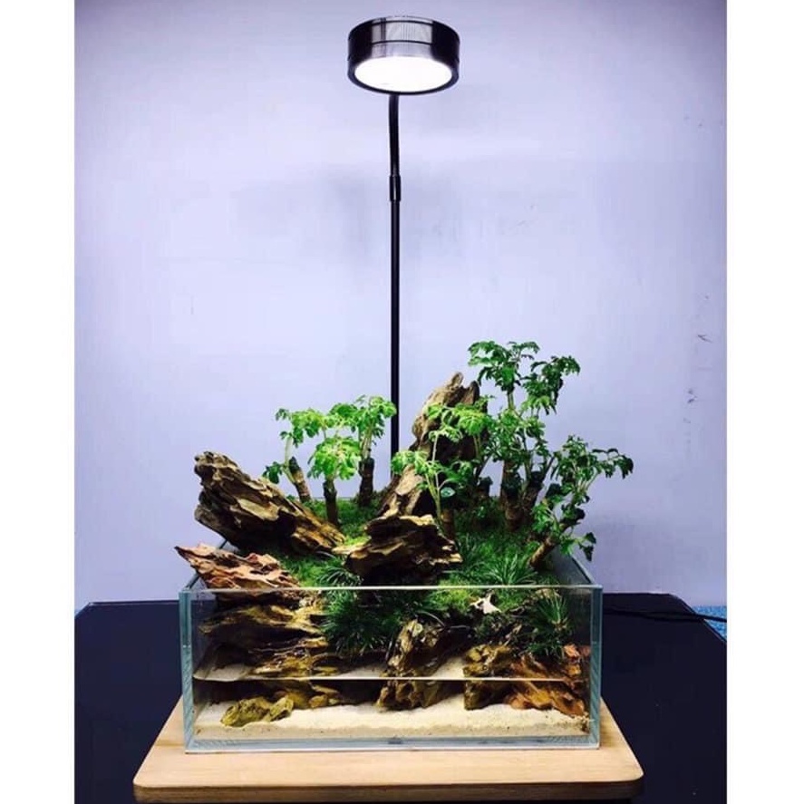 Đèn Led Kèm Đế Gỗ Cho Bể Bán Cạn, Thủy Sinh, Tiểu Cảnh Mini Đế Gỗ
