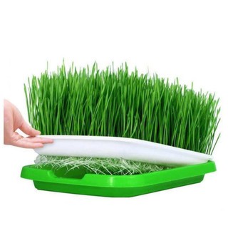 2 chiếc khay nhựa trồng rau mầm