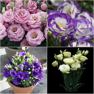 [GIÁ GỐC] Hạt giống hoa Cát Tường nhiều màu - 5 hạt