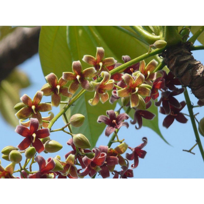 Hạt Giống Cây Mủ Trôm