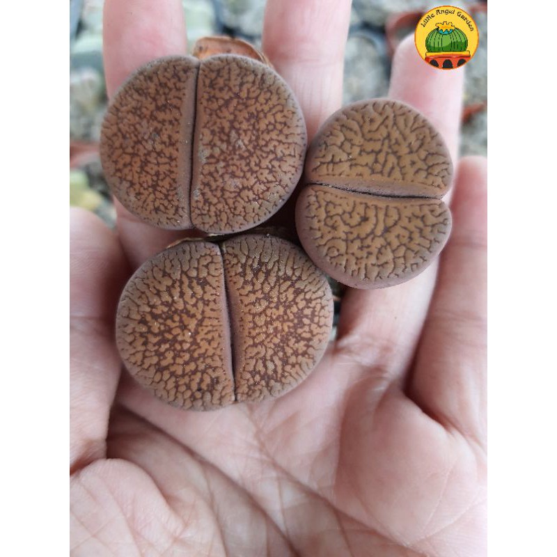 1 sen mông | Lithops | thạch lan dòng Hookeri dễ chăm nhất, giá rẻ