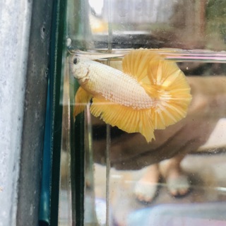 BETTA RỒNG VÀNG ( trống )