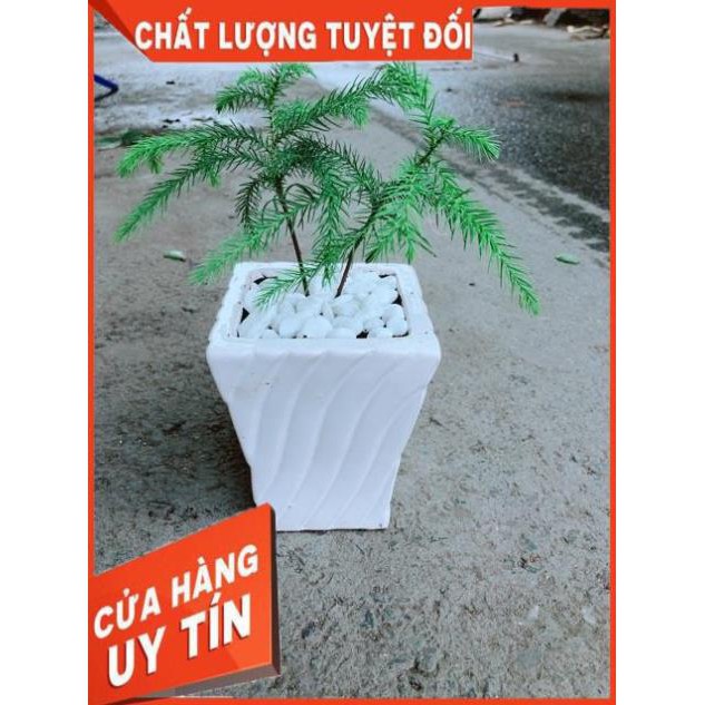 Chậu Tùng Bách Tán