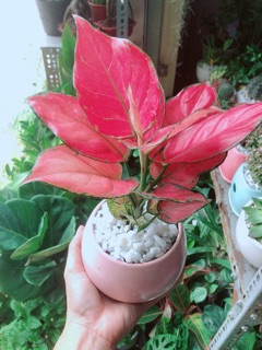 Chậu Vạn Lộc Hồng