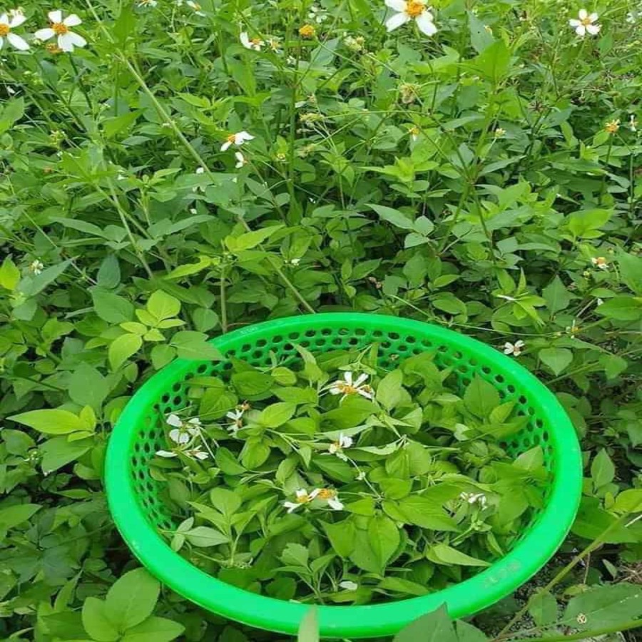 Cây Xuyến Chi  Tươi 01KG