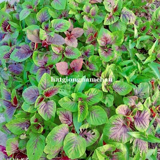 20GR - HẠT GIỐNG RAU  DỀN