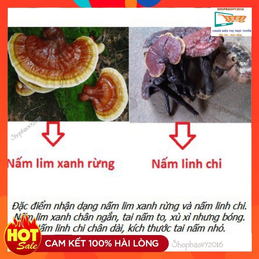 SIÊU CHẤT LƯỢNG/ Nấm linh chi rừng Tây Bắc 200 dùng thử Nguyên cây nấm