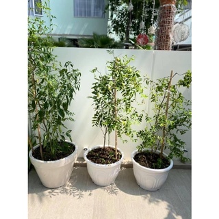 cây táo tàu (hồng táo)