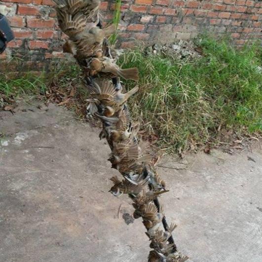 Keo Bẫy Chim Tự Nhiên Chất Lượng Cao