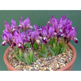10 Hạt giống hoa Diên vĩ Hồng (Iris Hồng) [CHẤT LƯỢNG]