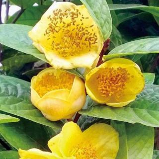 Cây giống trà hoa vàng