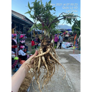 sâm Đương Quy tươi Lai Châu