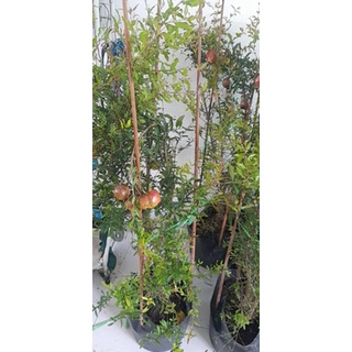 Cây 🌲 Lựu Ấn độ cao 1m2 đang trái