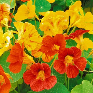 💐🌺 HẠT GIỐNG HOA SEN CẠN MIX 🌺 💐