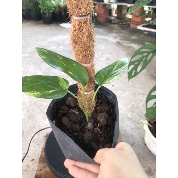 trầu bà  Epipremnum pinatum leo cột