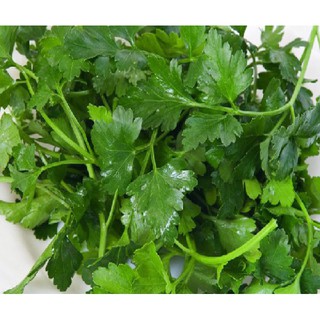 Hạt giống rau mùi nhập khẩu-  chuyên dụng.