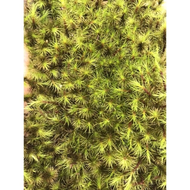 Rêu Common haircap 10x15cm
