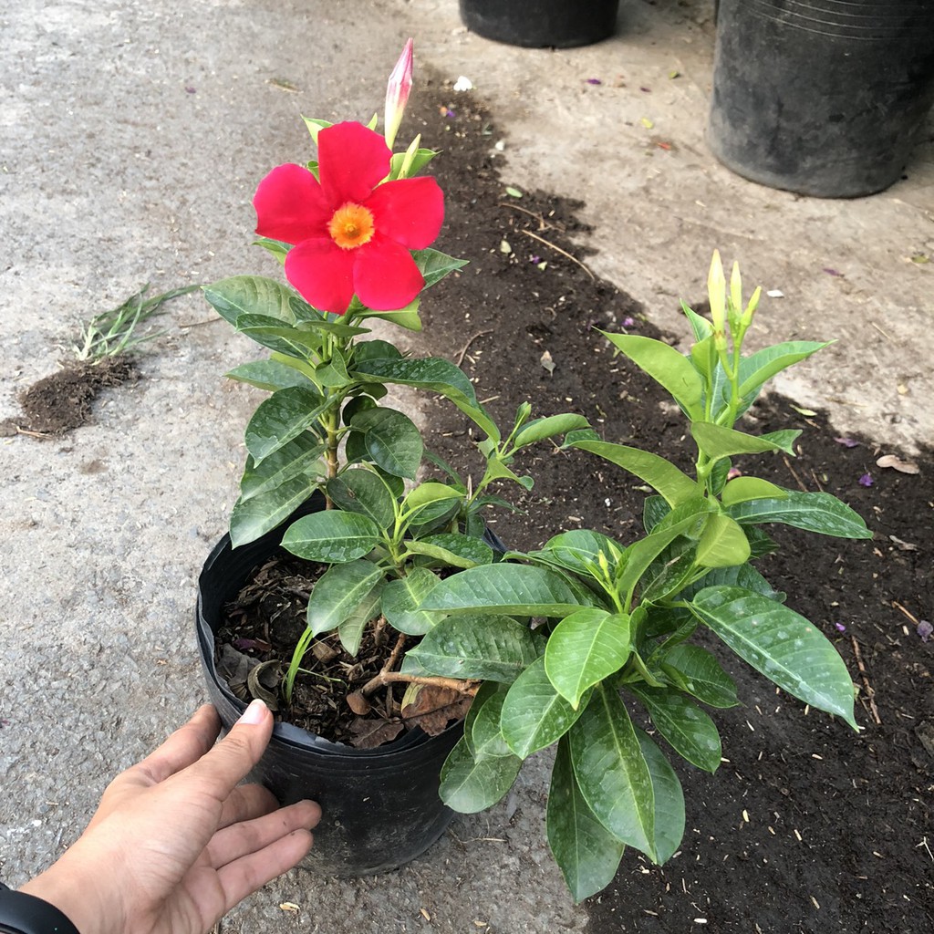 Cây dây leo hoa trang đài - huỳnh anh hoa đỏ - Trang Flower