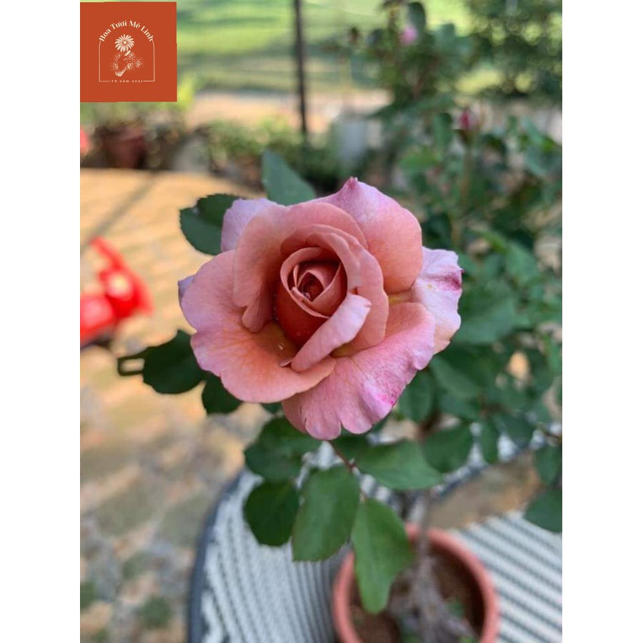 Hoa hồng ngoại Utsusemi Màu cafe hoa thơm, sai hoa. Coffee Latte - Ly Cà Phê Ngọt Ngào Giữa Vườn Hồng-HoaTuoiMeLinh