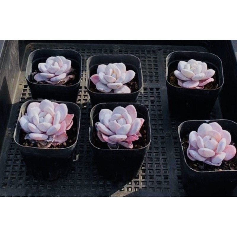 Sen đá laui 6-7cm màu hồng nhạt như hình