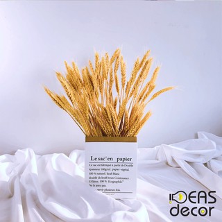 Bó lúa - Chụp ảnh đồ ăn, thức uống, mỹ phẩm, trang sức, quần áo - Ideas Decor