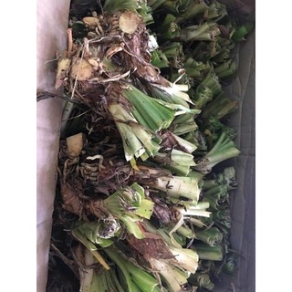 1 Củ Giống Hoa Thanh Anh Tím (arapang)