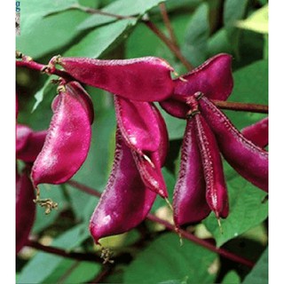 Hạt giống Đậu ván tím F1 – 5Hạt