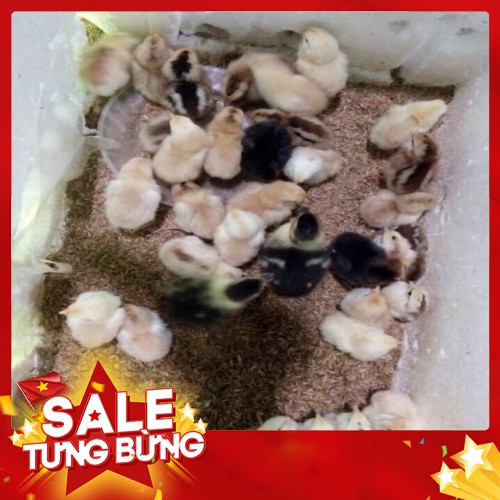 [ GIẢM GIÁ ] Máy ấp trứng Ánh Dương P100- máy ấp trứng đảo tay