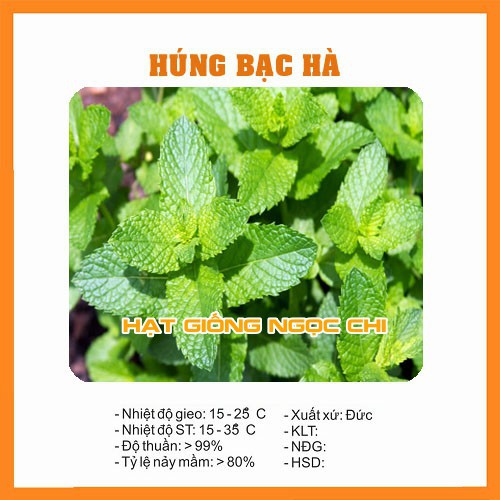 Hạt Giống Húng Bạc Hà (Húng Lủi) - 0.1Gr