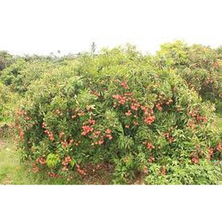 cây giống vải thiều (cho thu hoạch siêu sớm)